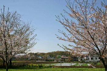 05桜と国分寺崖線.JPG