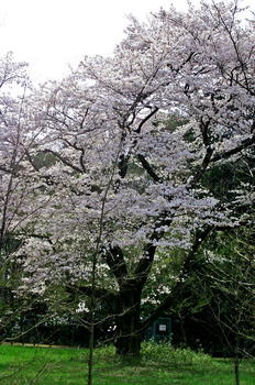 06武蔵国分寺公園の桜（古木）.JPG
