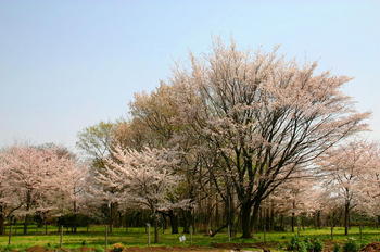 08史跡の桜(七重の塔西側）.JPG