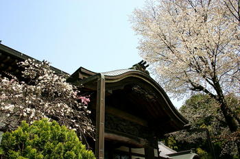 10お寺の桜.JPG
