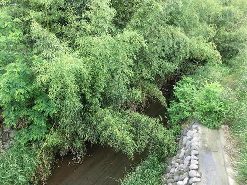10染谷川の北側にも用水路が.JPG
