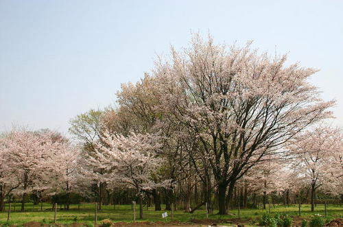 20050409桜の林.JPG