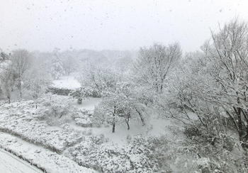 20120229雪の国分寺崖線.JPG