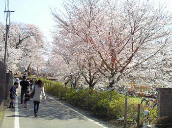 20120408万葉花まつりと桜.jpg