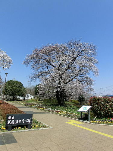 20120409-3花見散歩.JPG