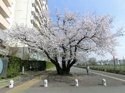 20120410東山道の桜-02.JPG