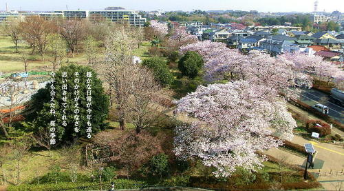 20120410桜並木.JPG