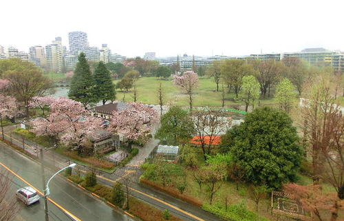 20120414高層ビルと桜.JPG