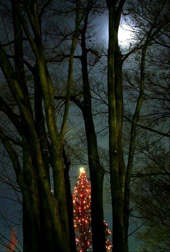 おぼろ月夜とクリスマスツリー.JPG