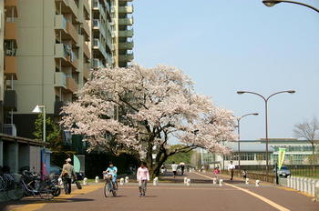 東山道武蔵路と桜-2.JPG